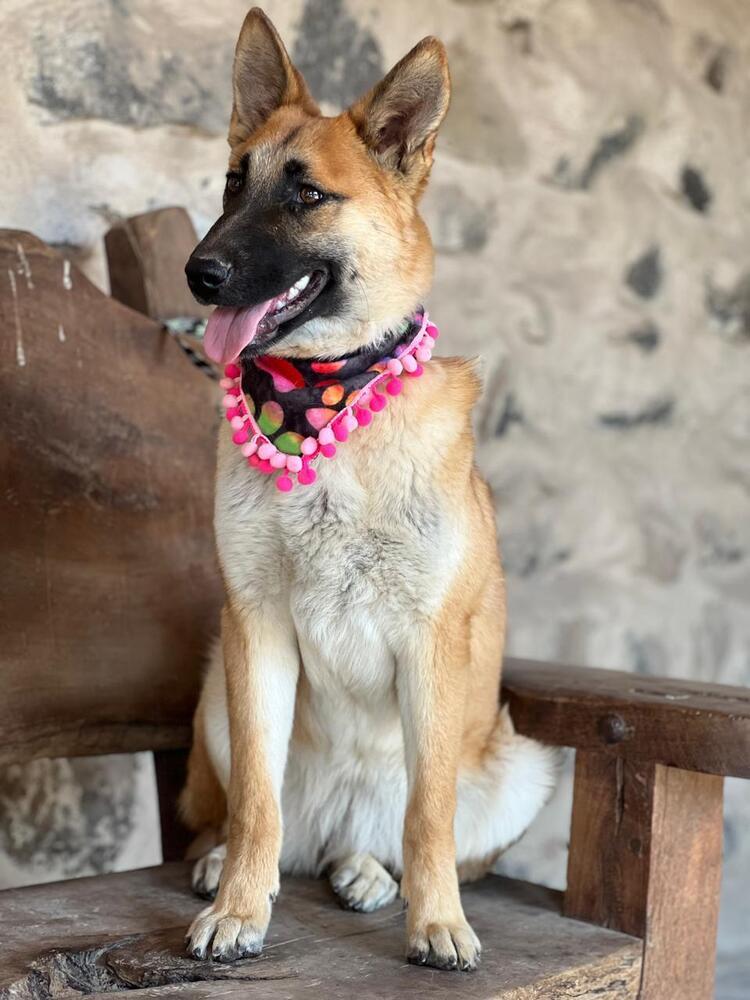 Enlarge Cinnamon FDRR, a Adoptable mixed breed in Gig Harbor, WA image 2/4