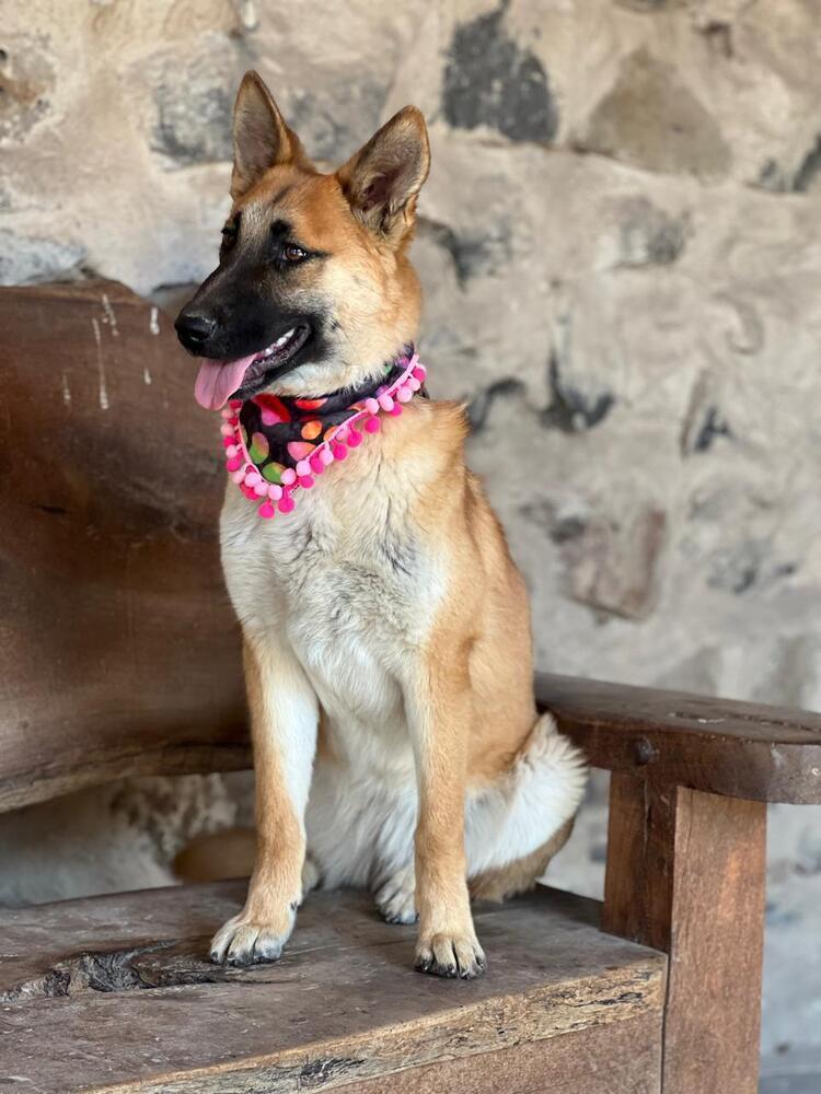 Enlarge Cinnamon FDRR, a Adoptable mixed breed in Gig Harbor, WA image 3/4