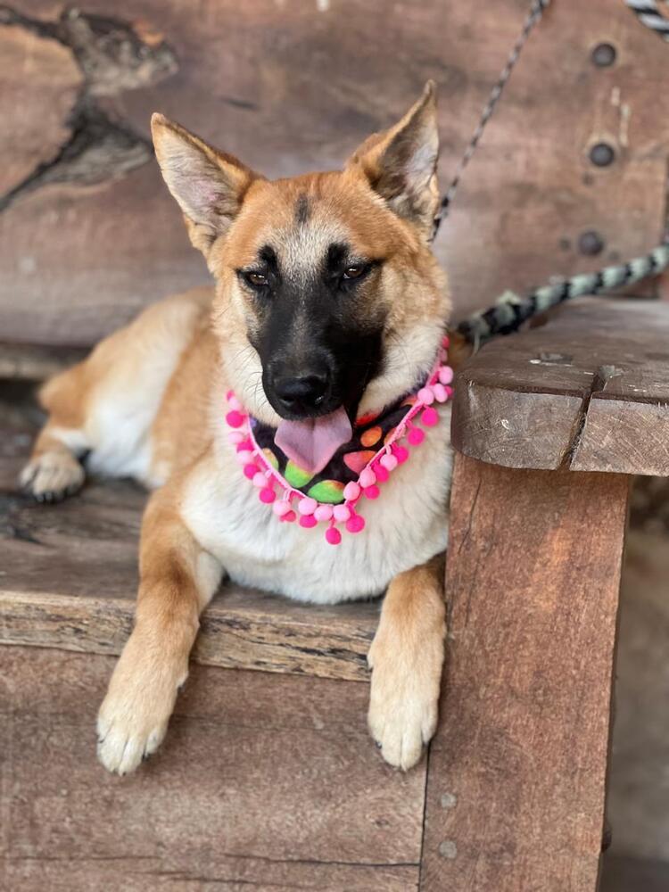 Enlarge Cinnamon FDRR, a Adoptable mixed breed in Gig Harbor, WA image 4/4