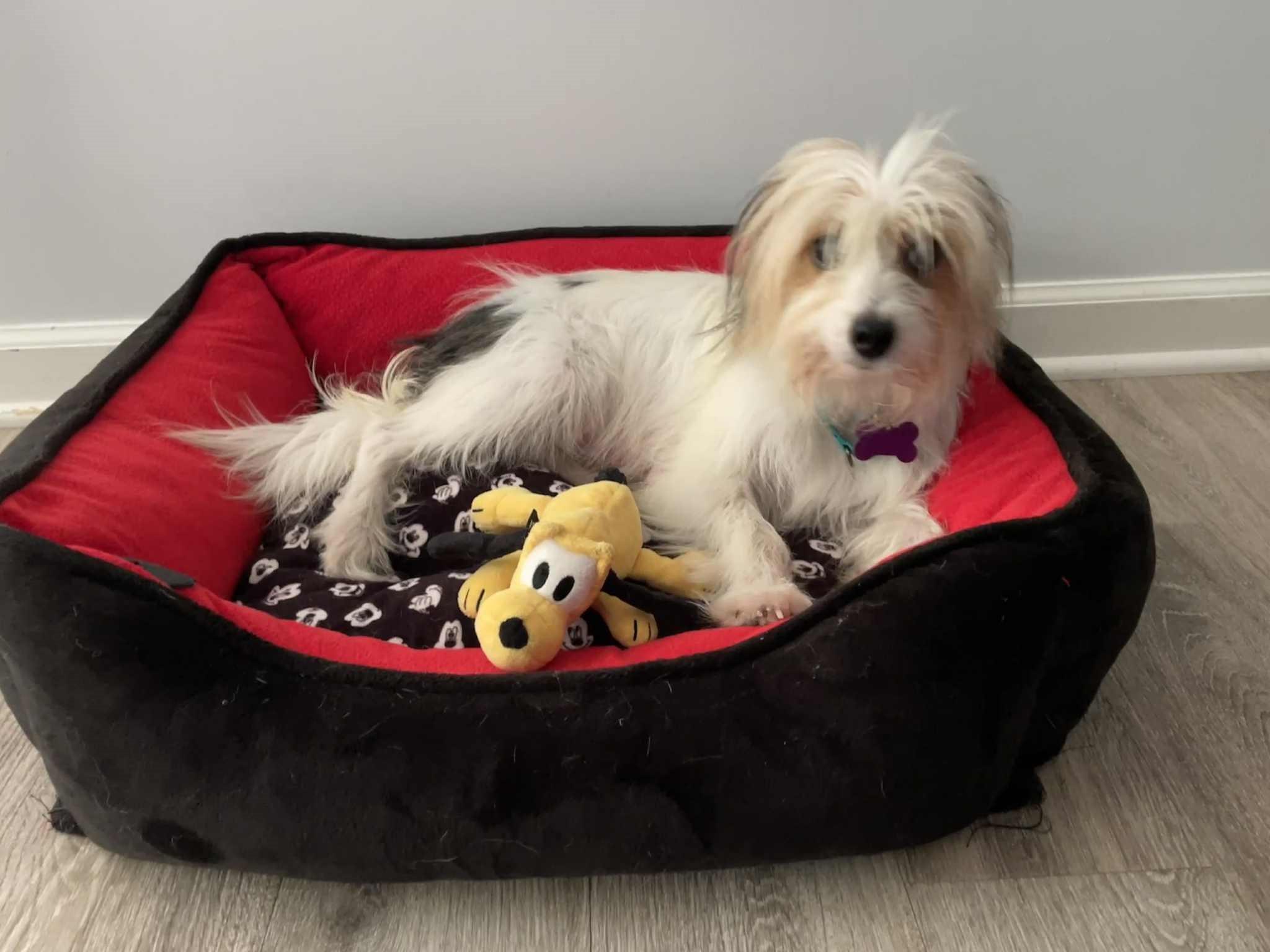 Lorelai (need foster to adopt), Adopted, Adult Female Yorkshire Terrier & Terrier.
