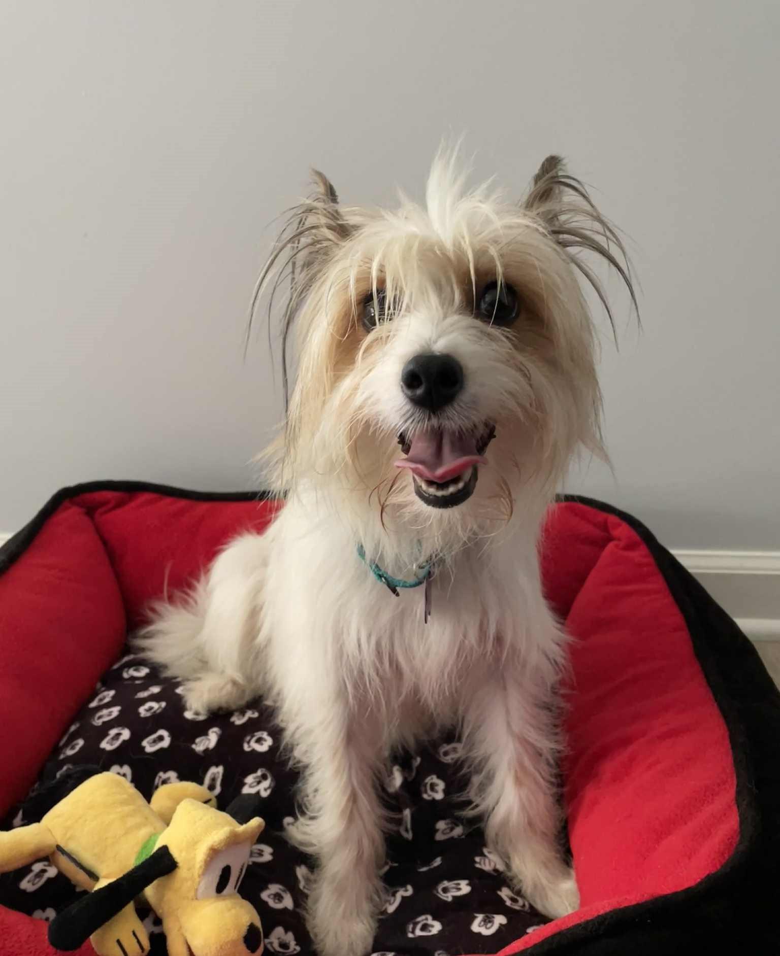 Enlarge Lorelai (need foster to adopt), a Adopted mixed breed in Ellicott City, MD image 3/6
