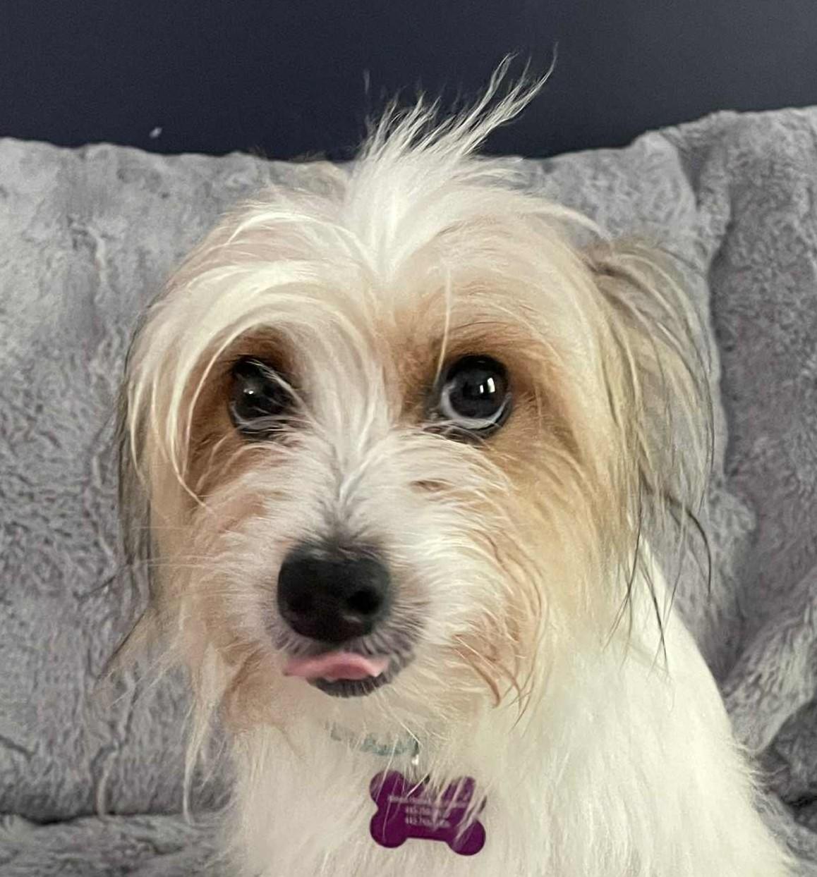 Enlarge Lorelai (need foster to adopt), a Adopted mixed breed in Ellicott City, MD image 4/6