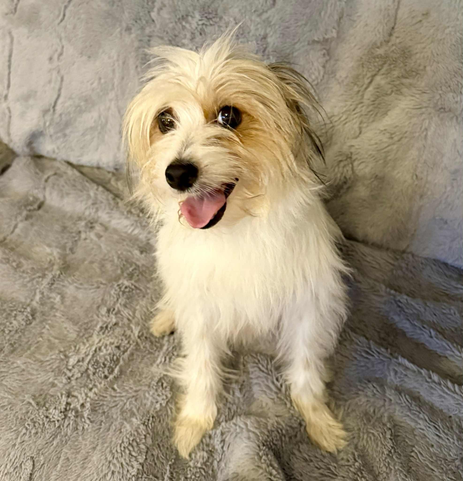 Enlarge Lorelai (need foster to adopt), a Adopted mixed breed in Ellicott City, MD image 6/6