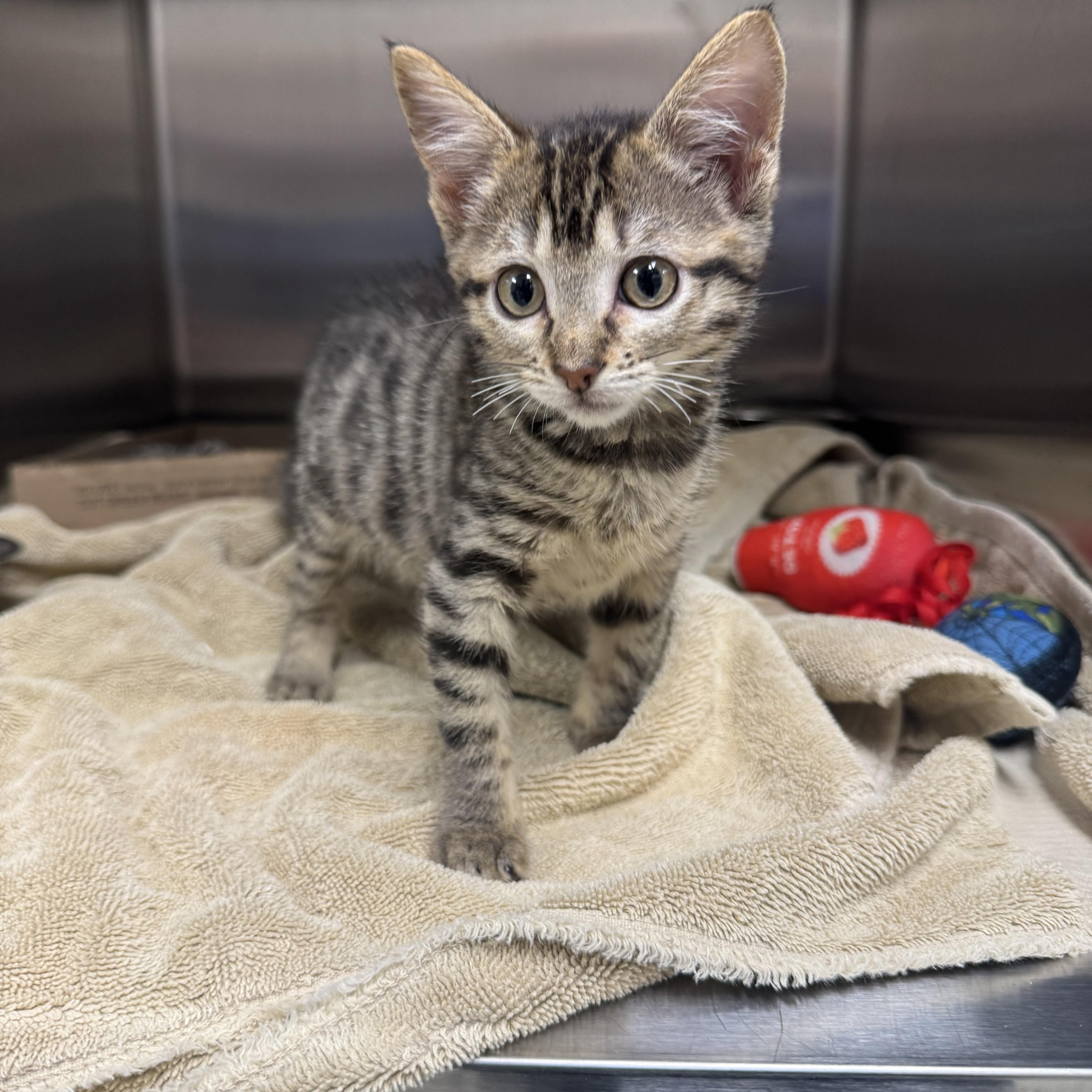 Enlarge Gamora, an adopted Domestic Short Hair in Liberty, MO image 3/4