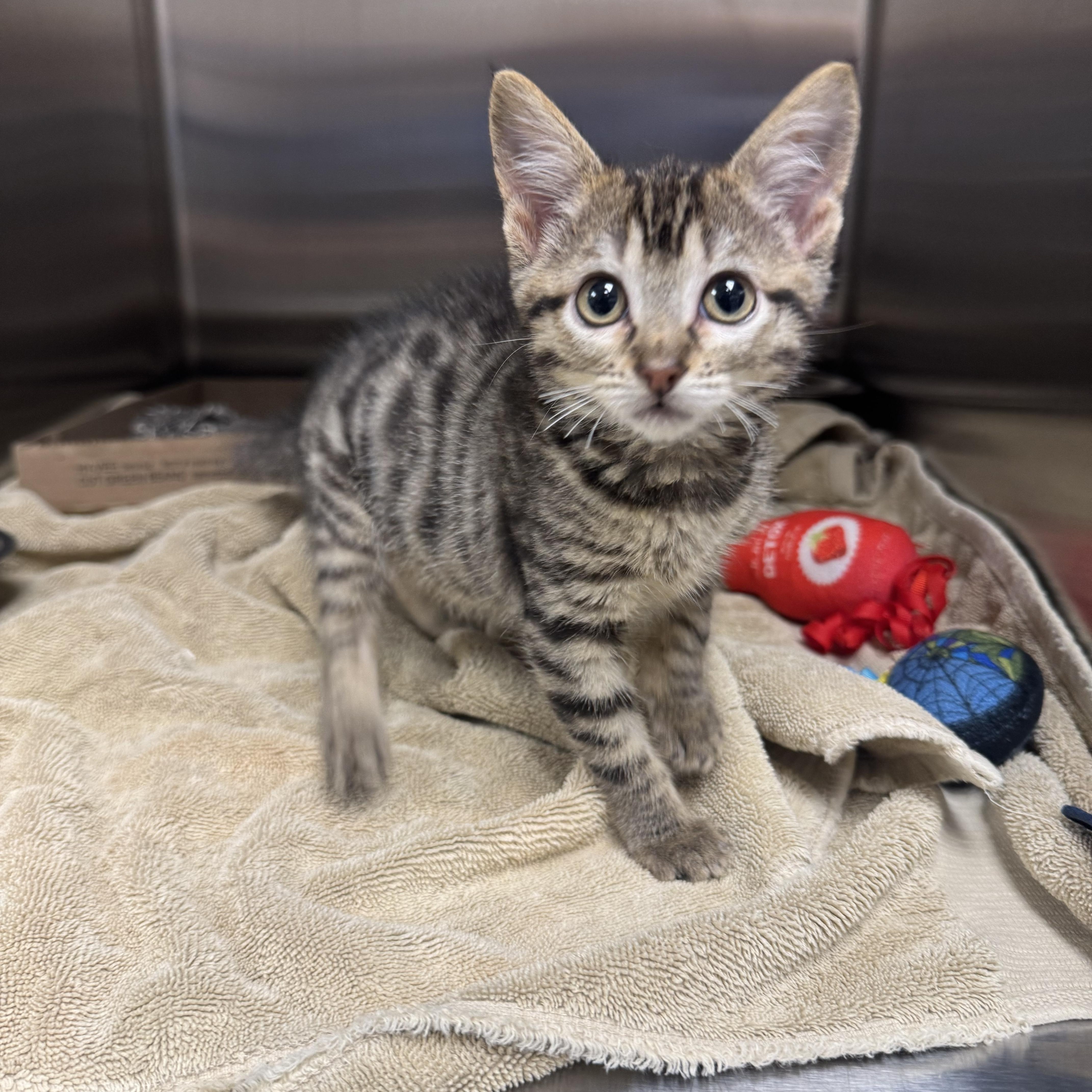 Enlarge Gamora, an adopted Domestic Short Hair in Liberty, MO image 1/4