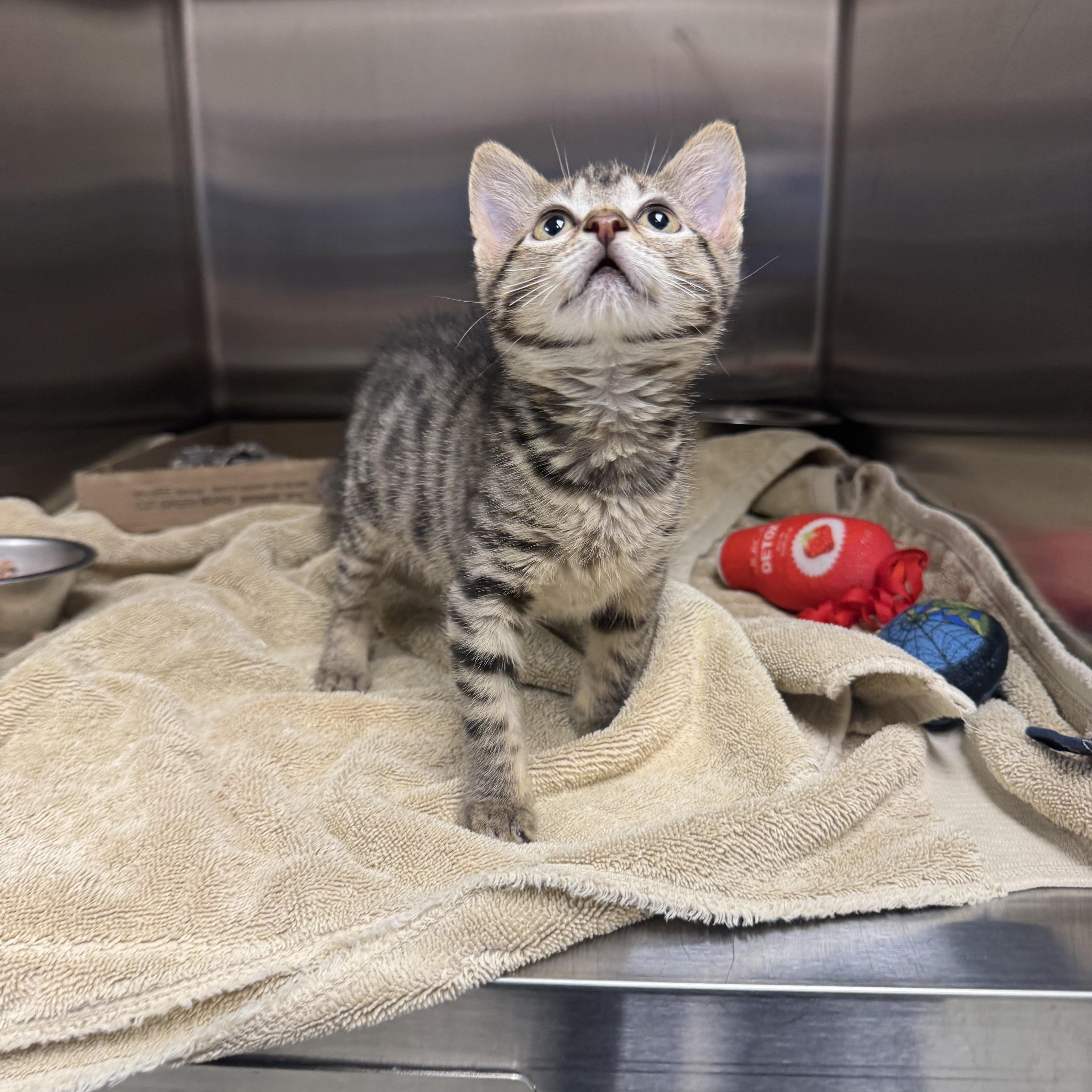 Enlarge Gamora, an adopted Domestic Short Hair in Liberty, MO image 2/4