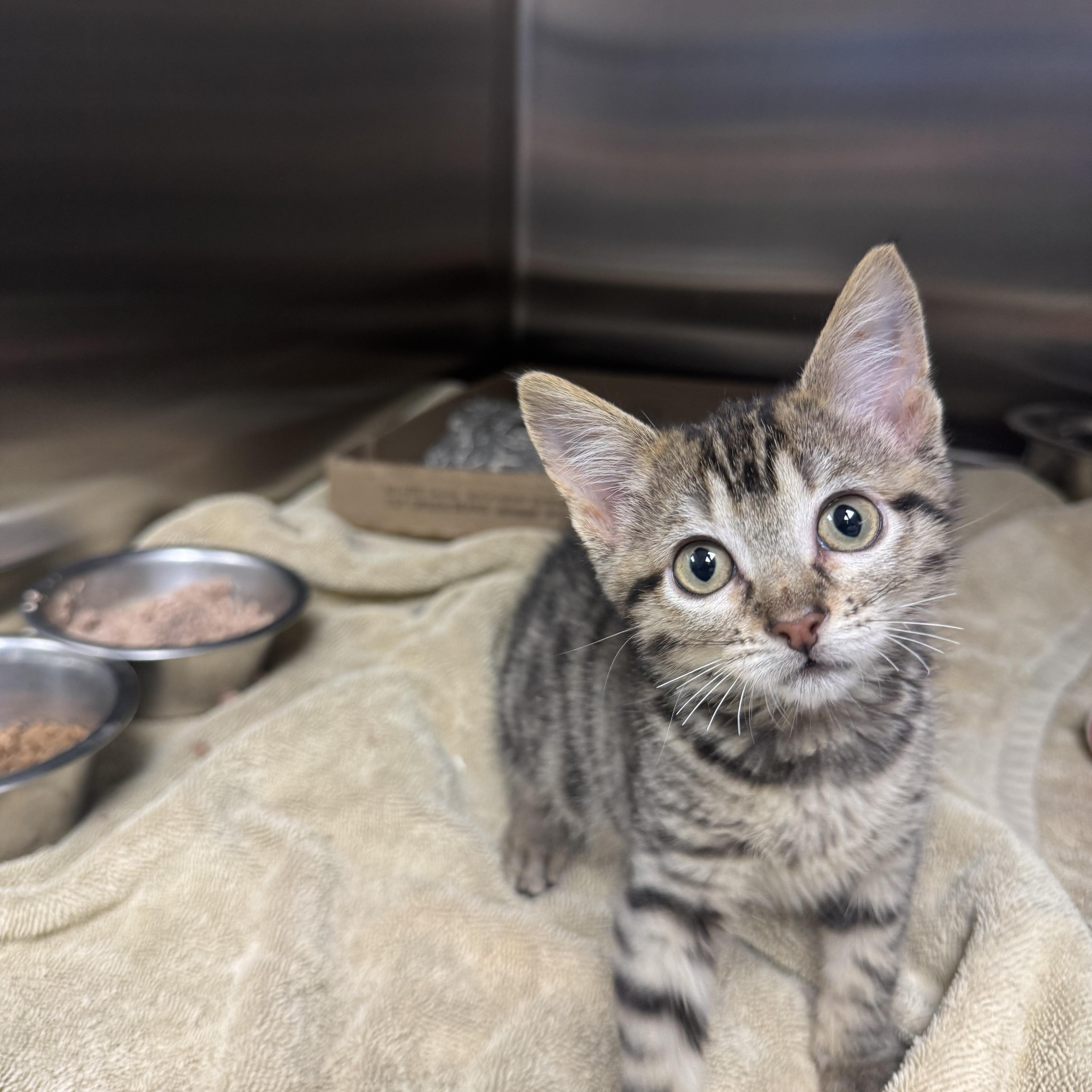 Enlarge Gamora, an adopted Domestic Short Hair in Liberty, MO image 4/4