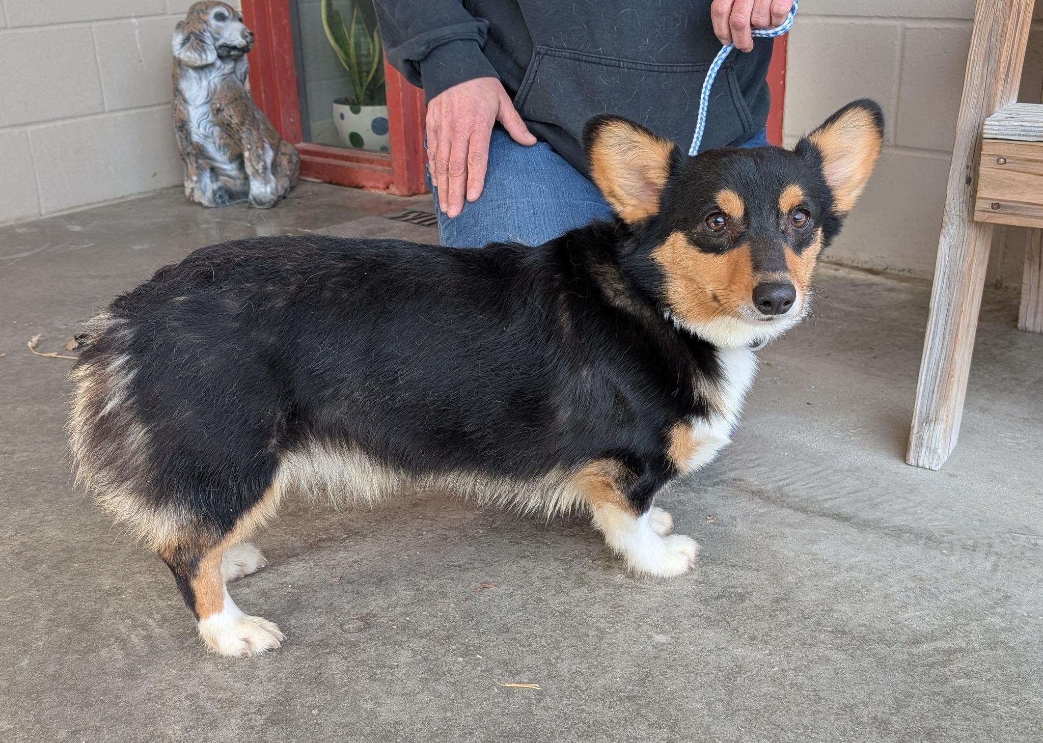 Moose, adopted, Young Male Pembroke Welsh Corgi.