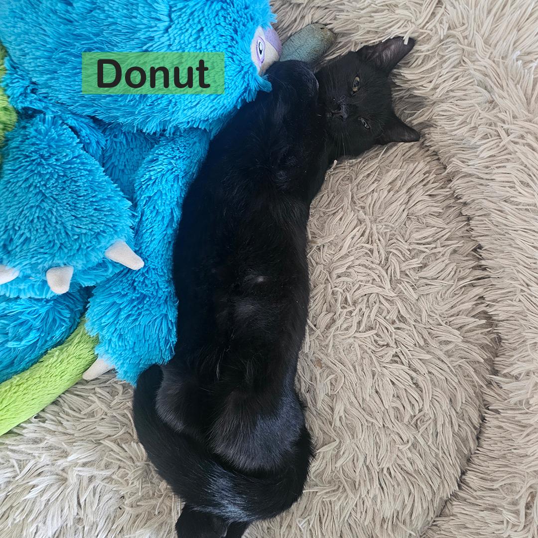 Enlarge Donut & Fritter, an adopted Domestic Short Hair in Mayer, MN image 6/6