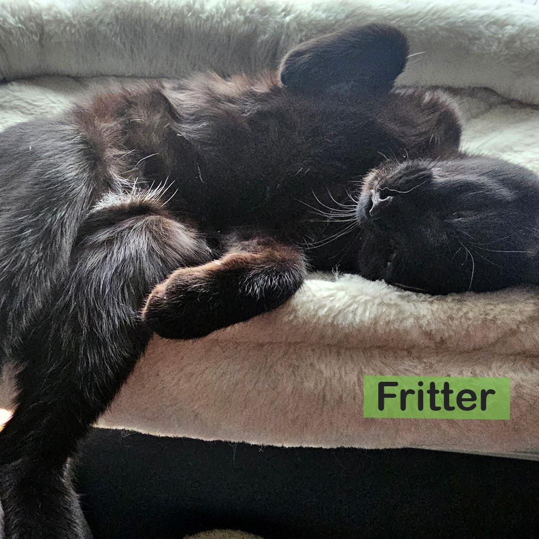 Enlarge Donut & Fritter, an adopted Domestic Short Hair in Mayer, MN image 3/6