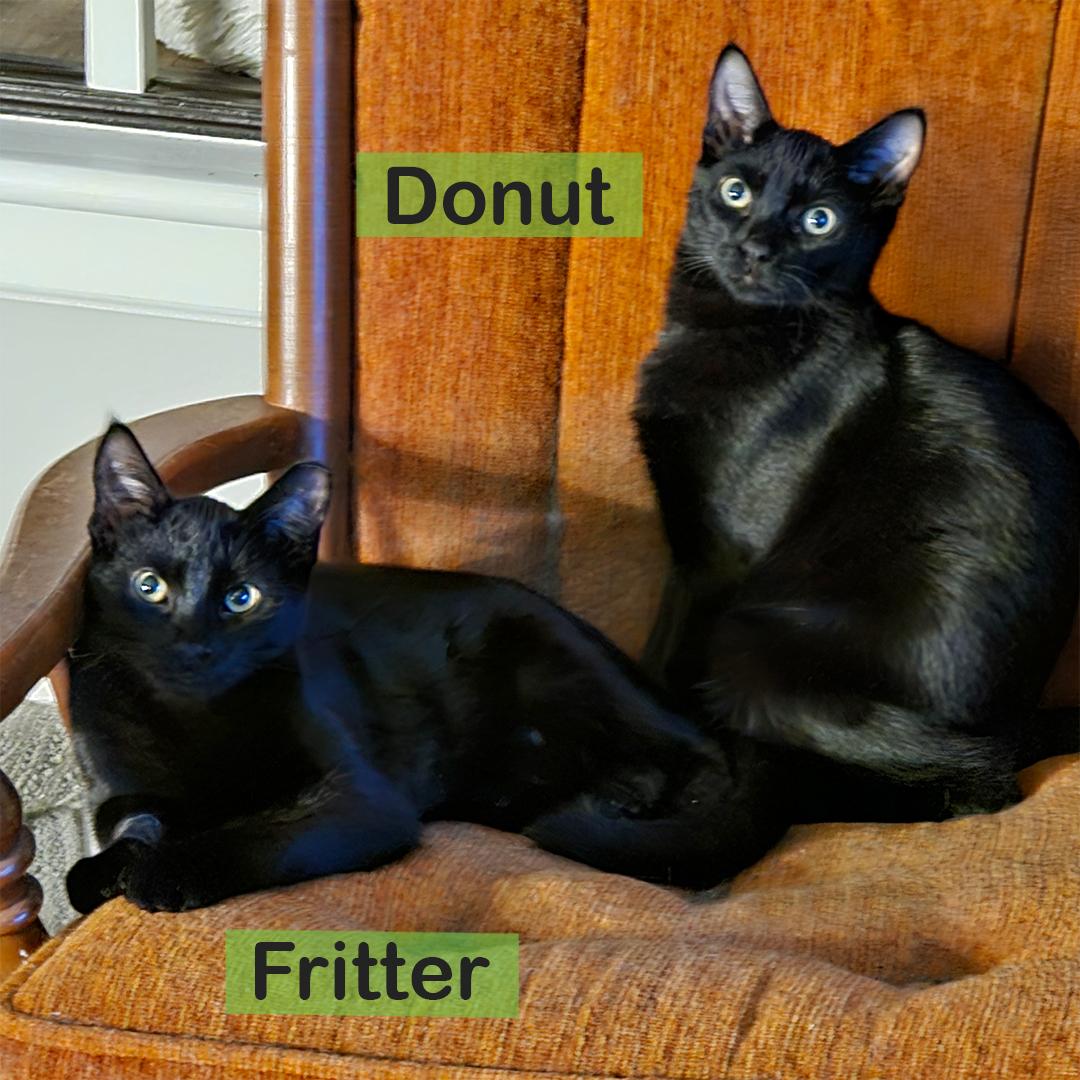 Donut & Fritter, adopted, Kitten Male Domestic Short Hair.