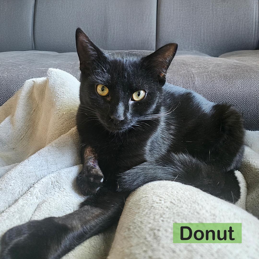 Enlarge Donut & Fritter, an adopted Domestic Short Hair in Mayer, MN image 5/6