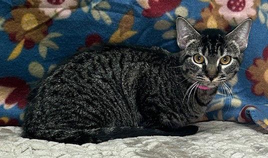 Enlarge 250693  Bailey, a Adoptable Domestic Short Hair in Wetumpka, AL image 1/3