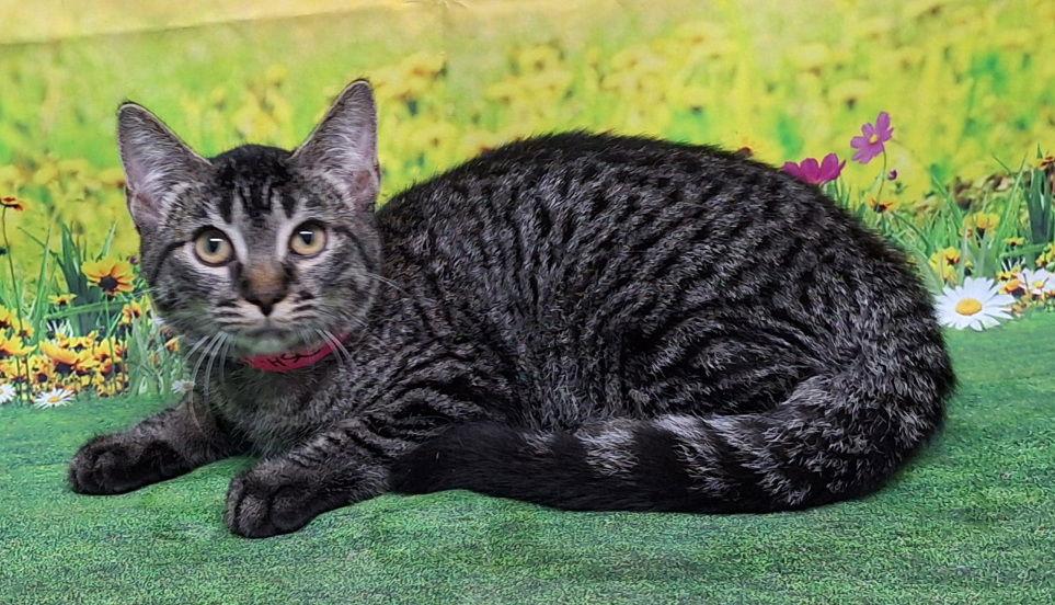 Enlarge 250693  Bailey, a Adoptable Domestic Short Hair in Wetumpka, AL image 2/3