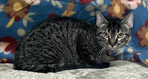 Enlarge 250693  Bailey, a Adoptable Domestic Short Hair in Wetumpka, AL image 3/3