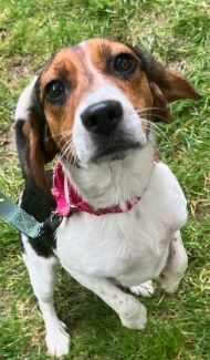 Salvia, Adopted, Young Female Beagle.