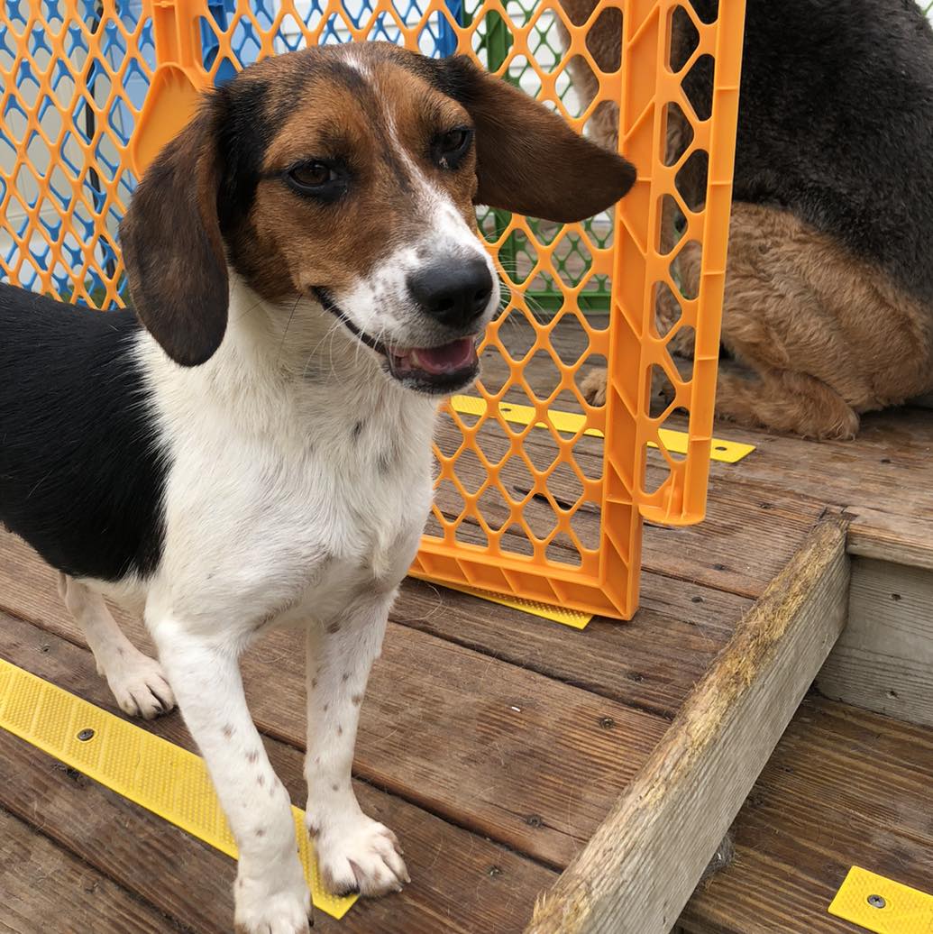 Salvia, a Adopted Beagle in Alburtis, PA image 2/3