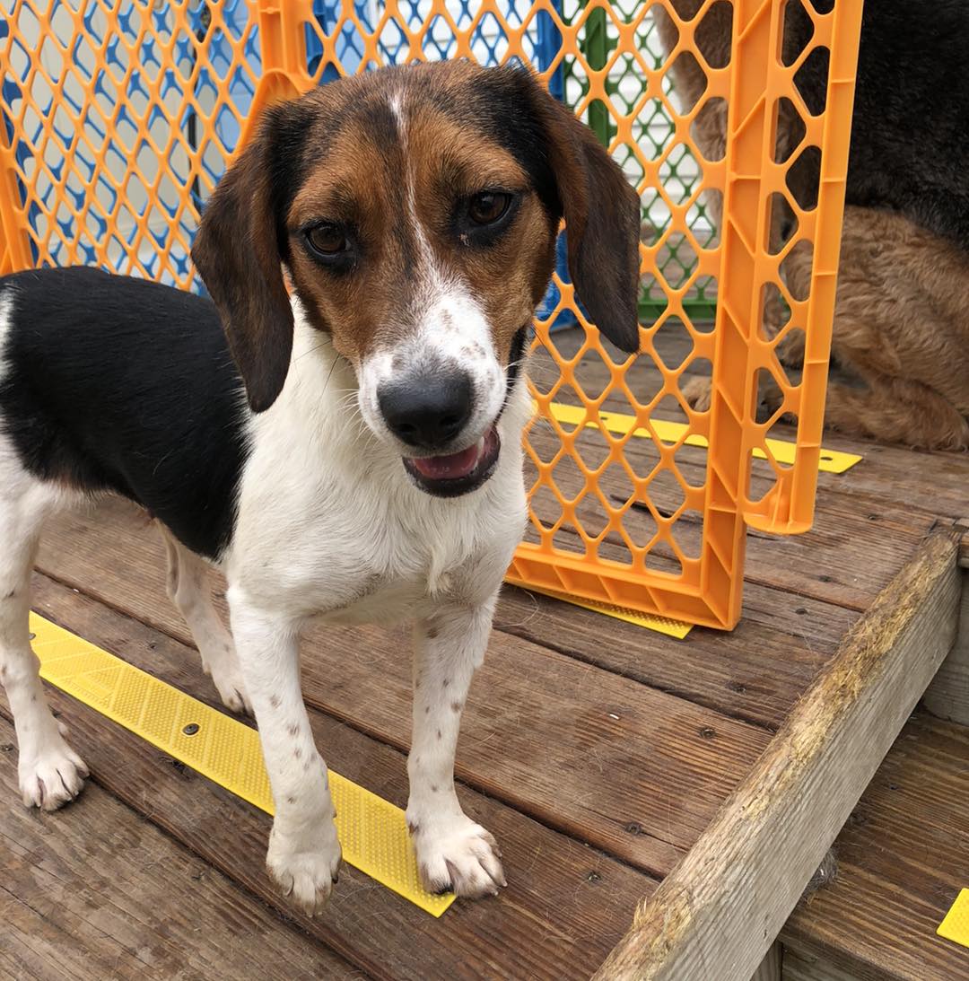 Salvia, a Adopted Beagle in Alburtis, PA image 3/3