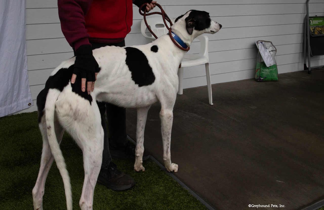 Frenchie thumbnail 2