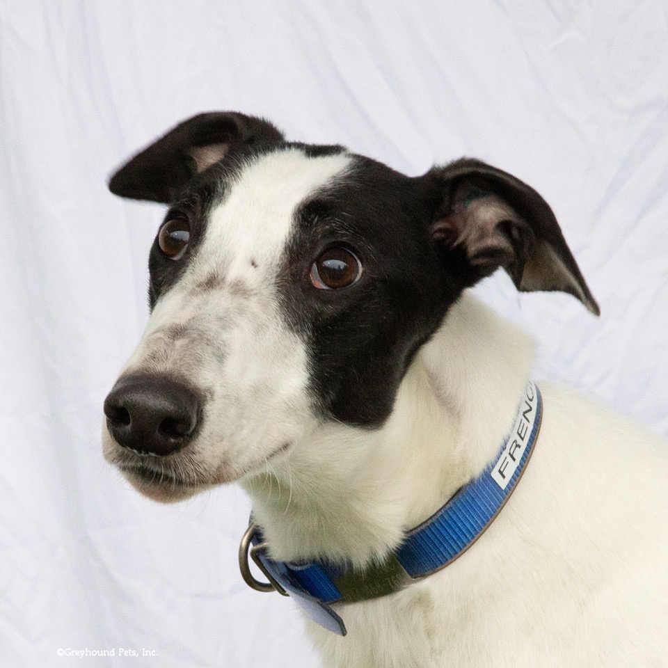 Frenchie thumbnail 3