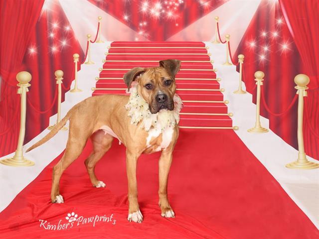 MANNON, Adoptable, Adult Female Boxer & Mixed Breed.