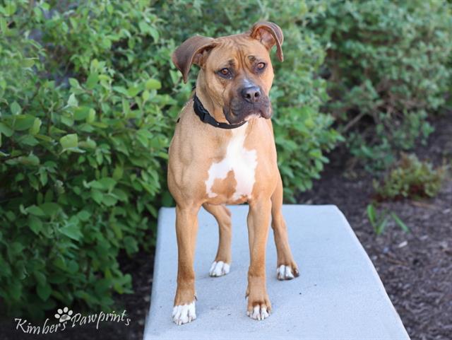 MANNON, Adoptable, Adult Female Boxer & Mixed Breed.
