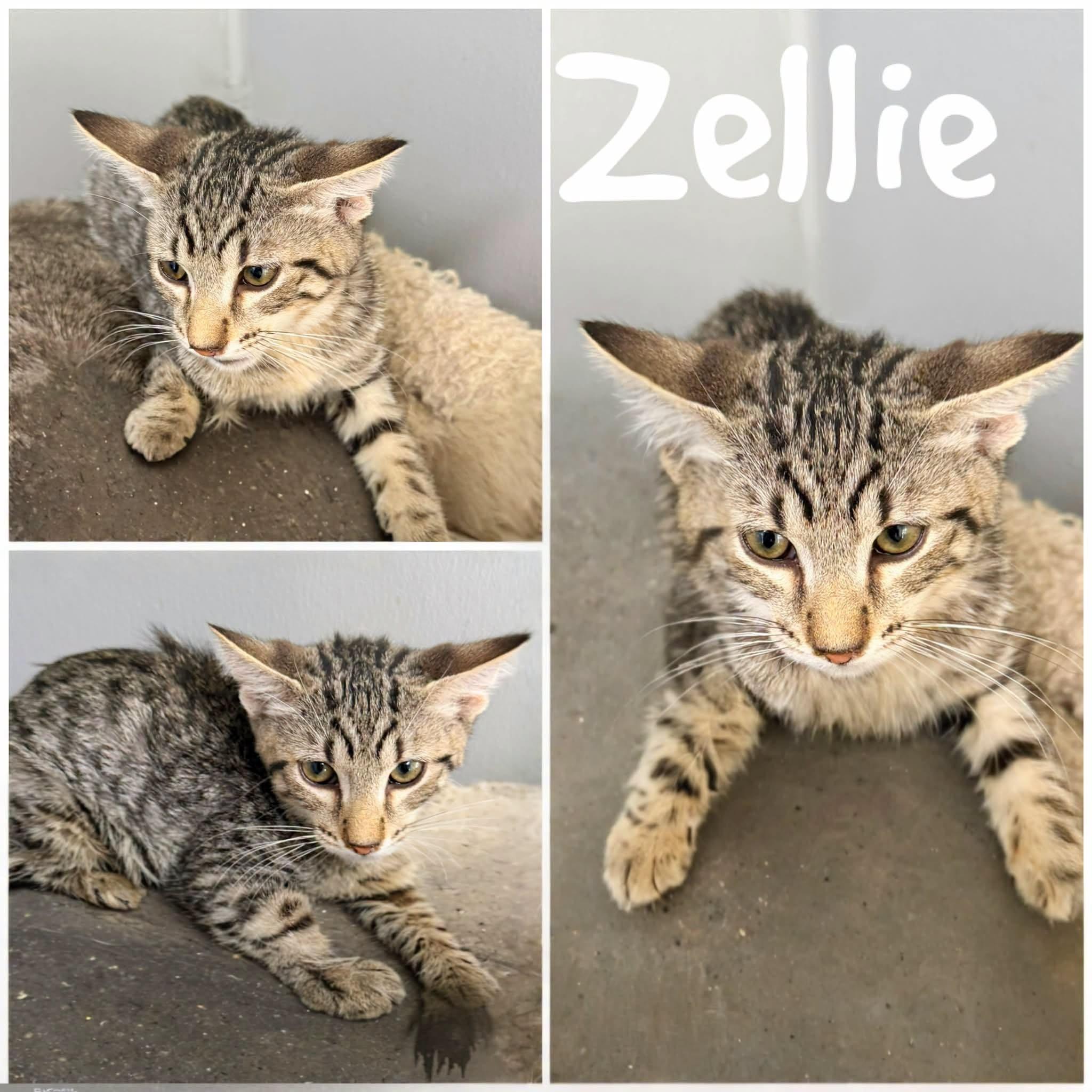 Zellie photo