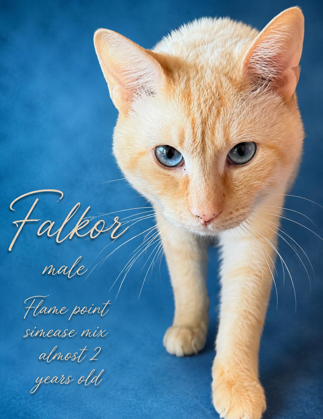 FALKOR, ADOPTABLE, Adult Male Siamese.