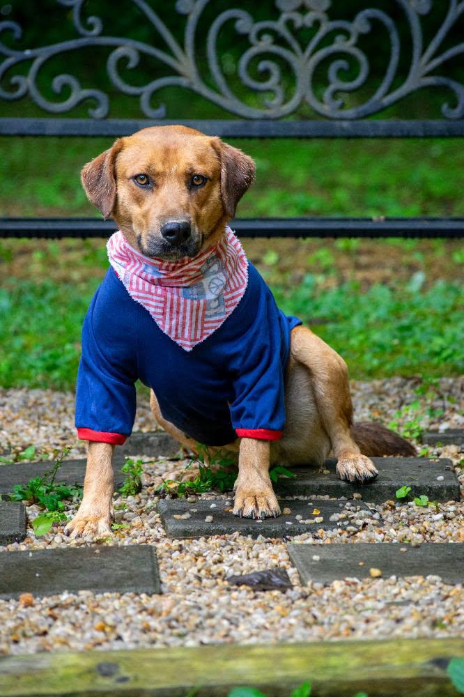 Enlarge Clifford, a ADOPTABLE mixed breed in Sevierville, TN image 4/4