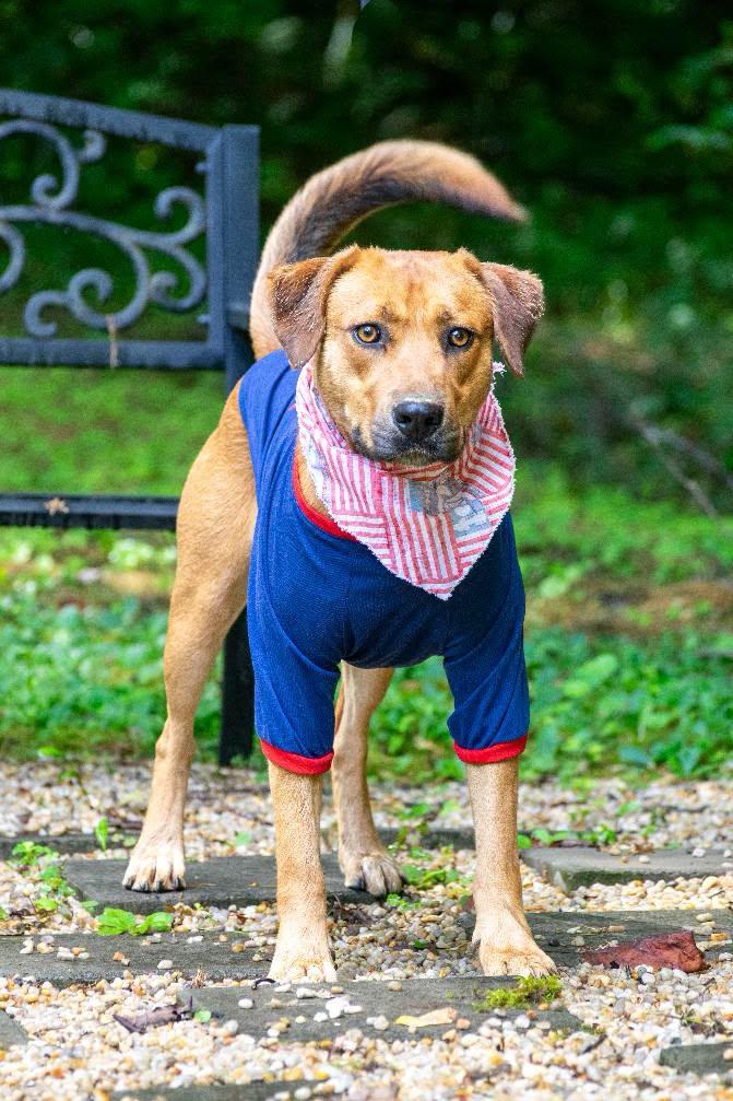Enlarge Clifford, a ADOPTABLE mixed breed in Sevierville, TN image 3/4