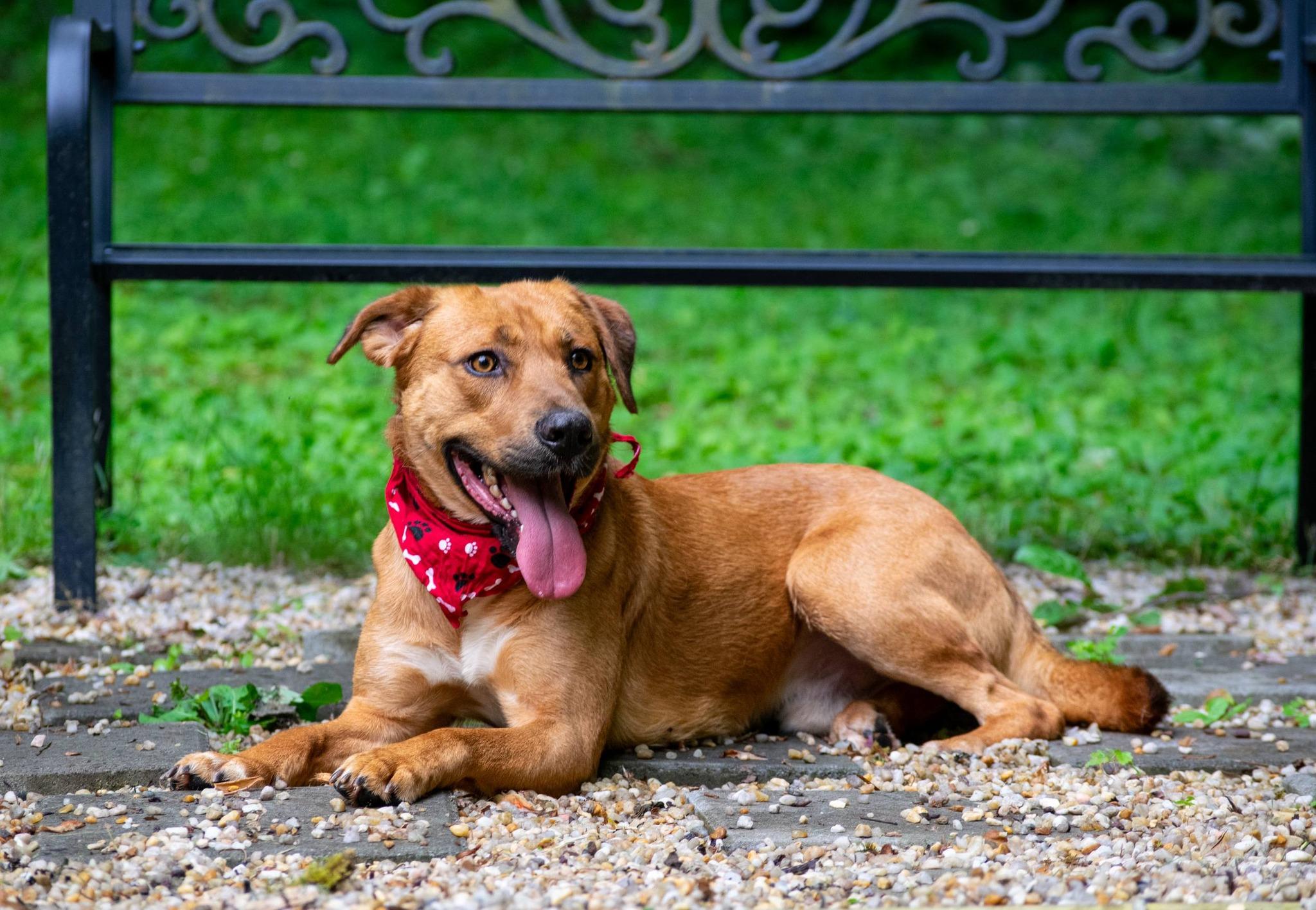 Clifford, a ADOPTABLE mixed breed in Sevierville, TN image 4/4