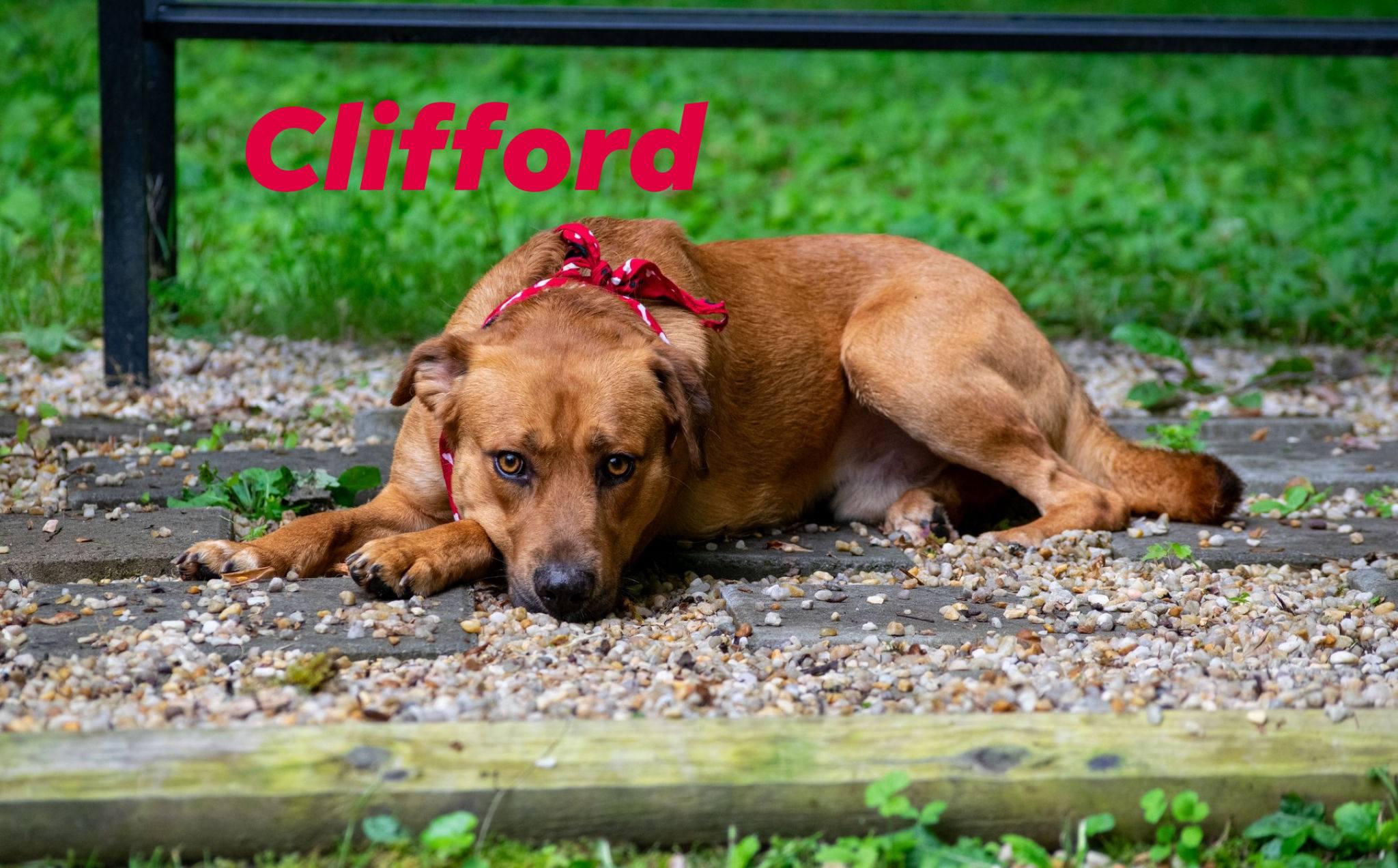 Clifford, ADOPTABLE, Adult Male Labrador Retriever & Hound.