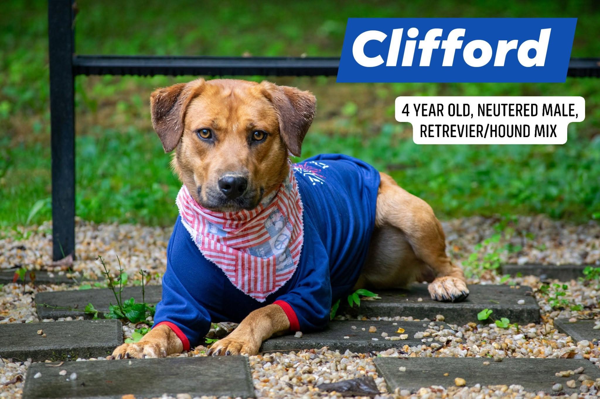 Clifford, ADOPTABLE, Adult Male Labrador Retriever & Hound.