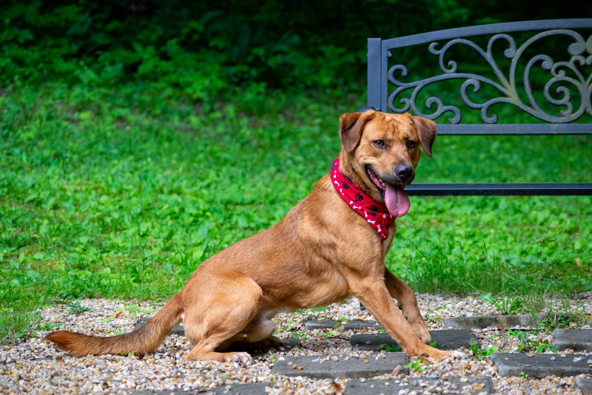 Clifford, a ADOPTABLE mixed breed in Sevierville, TN image 2/4