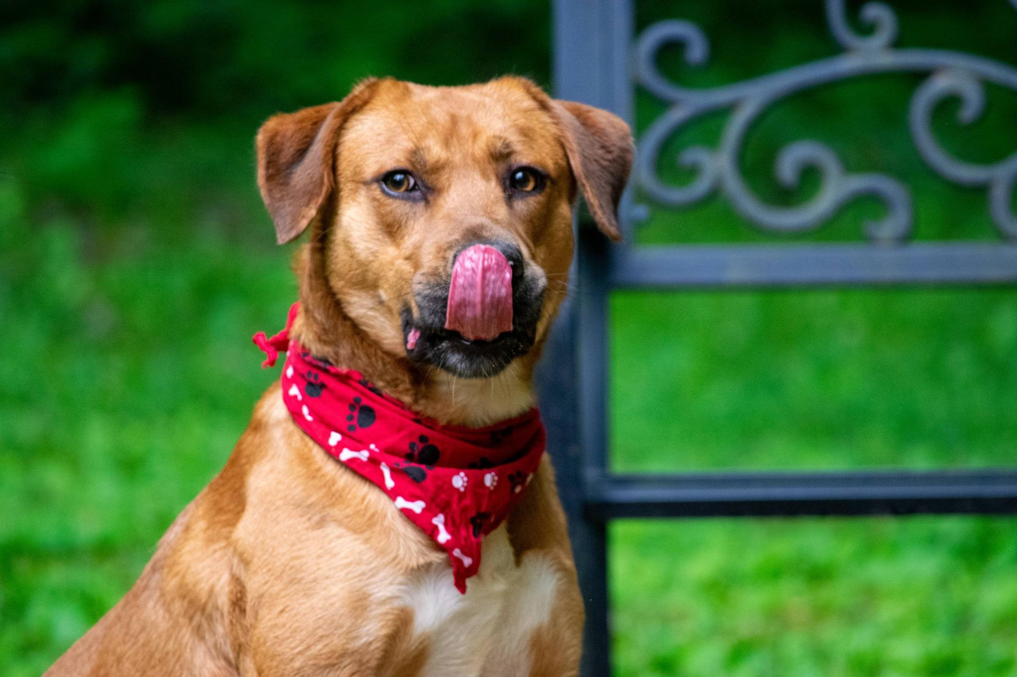 Clifford, a ADOPTABLE mixed breed in Sevierville, TN image 3/4