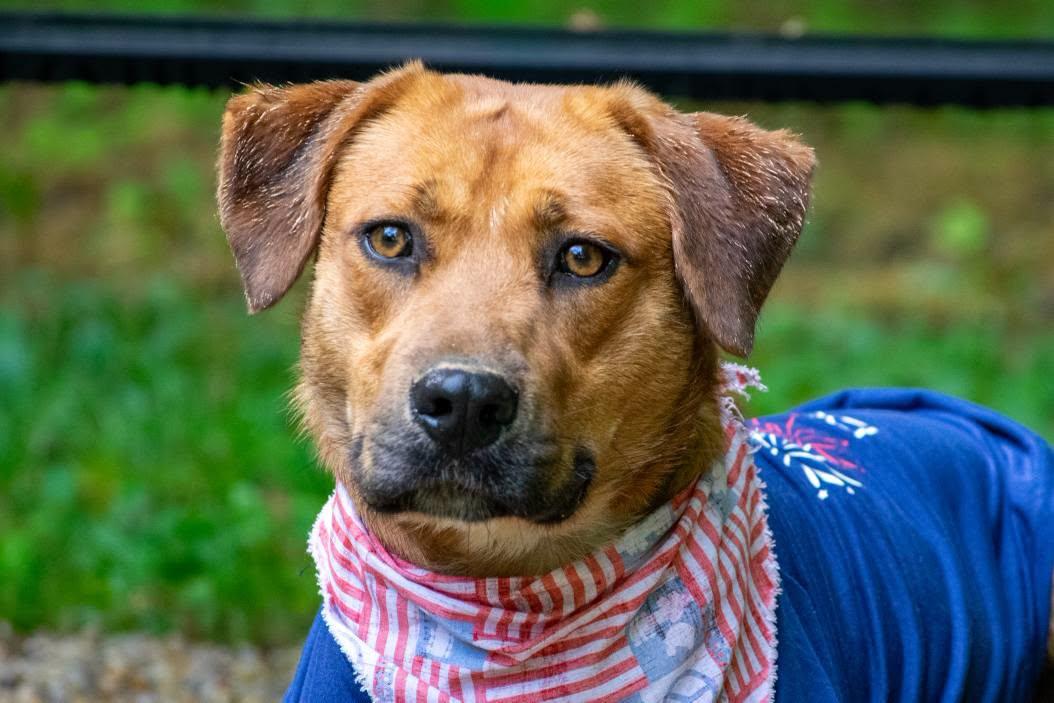 Enlarge Clifford, a ADOPTABLE mixed breed in Sevierville, TN image 2/4