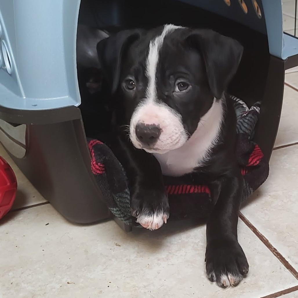 Arbor, Adoptable, Puppy Male Mixed Breed.