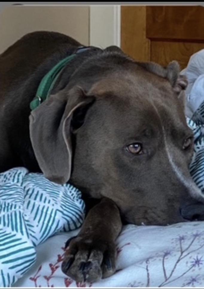 Enlarge Arlo, a ADOPTABLE mixed breed in Waldorf, MD image 2/3