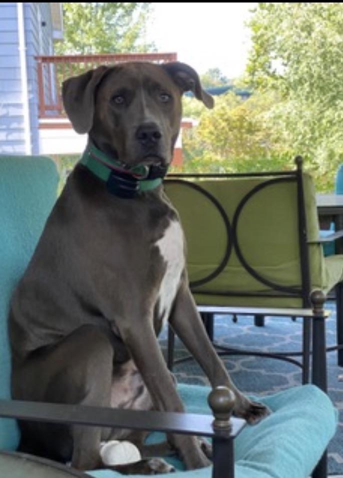 Arlo, ADOPTABLE, Adult Male Terrier.