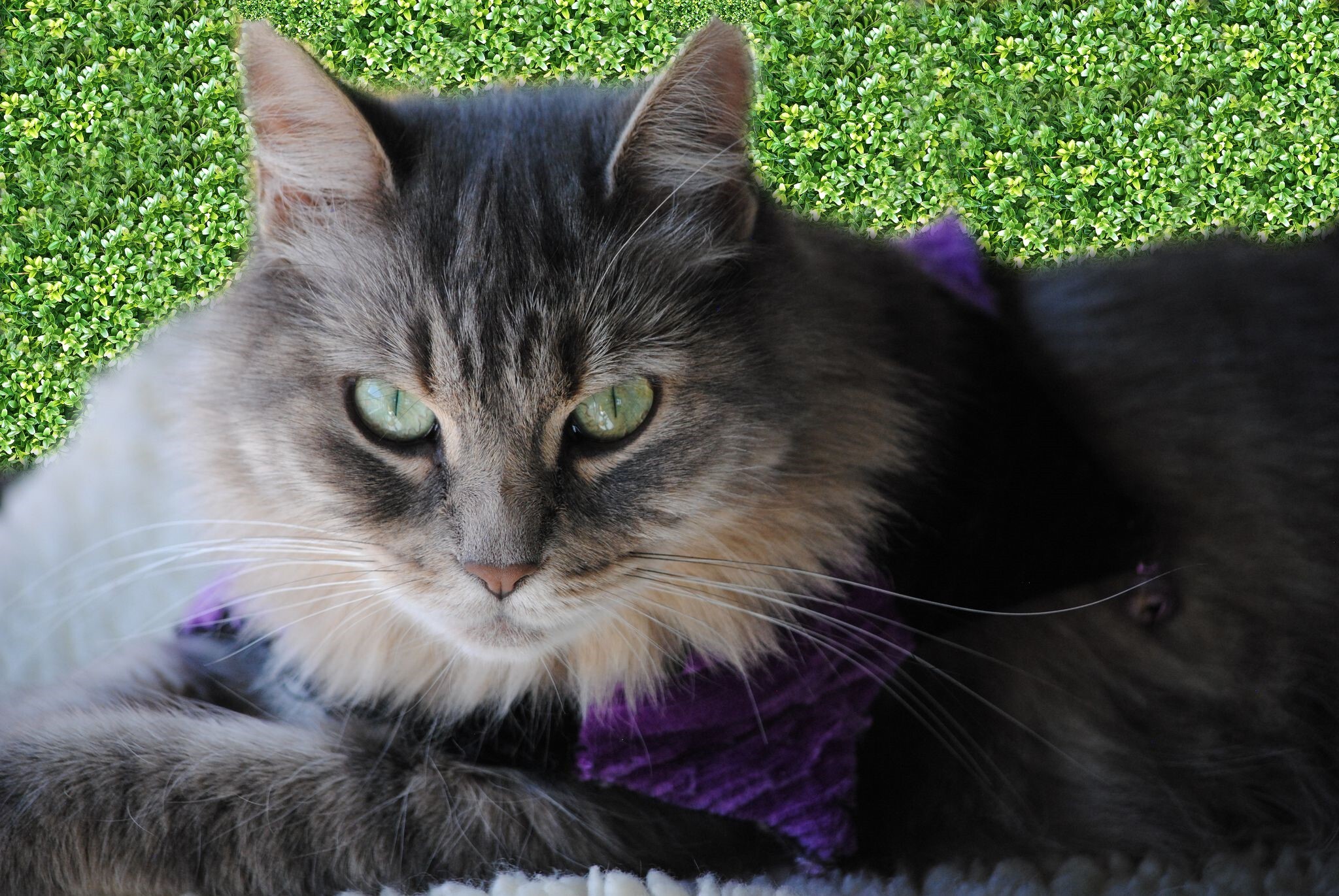 Enlarge Cake Pop, an adoptable mixed breed in Stockbridge, MI image 1/4