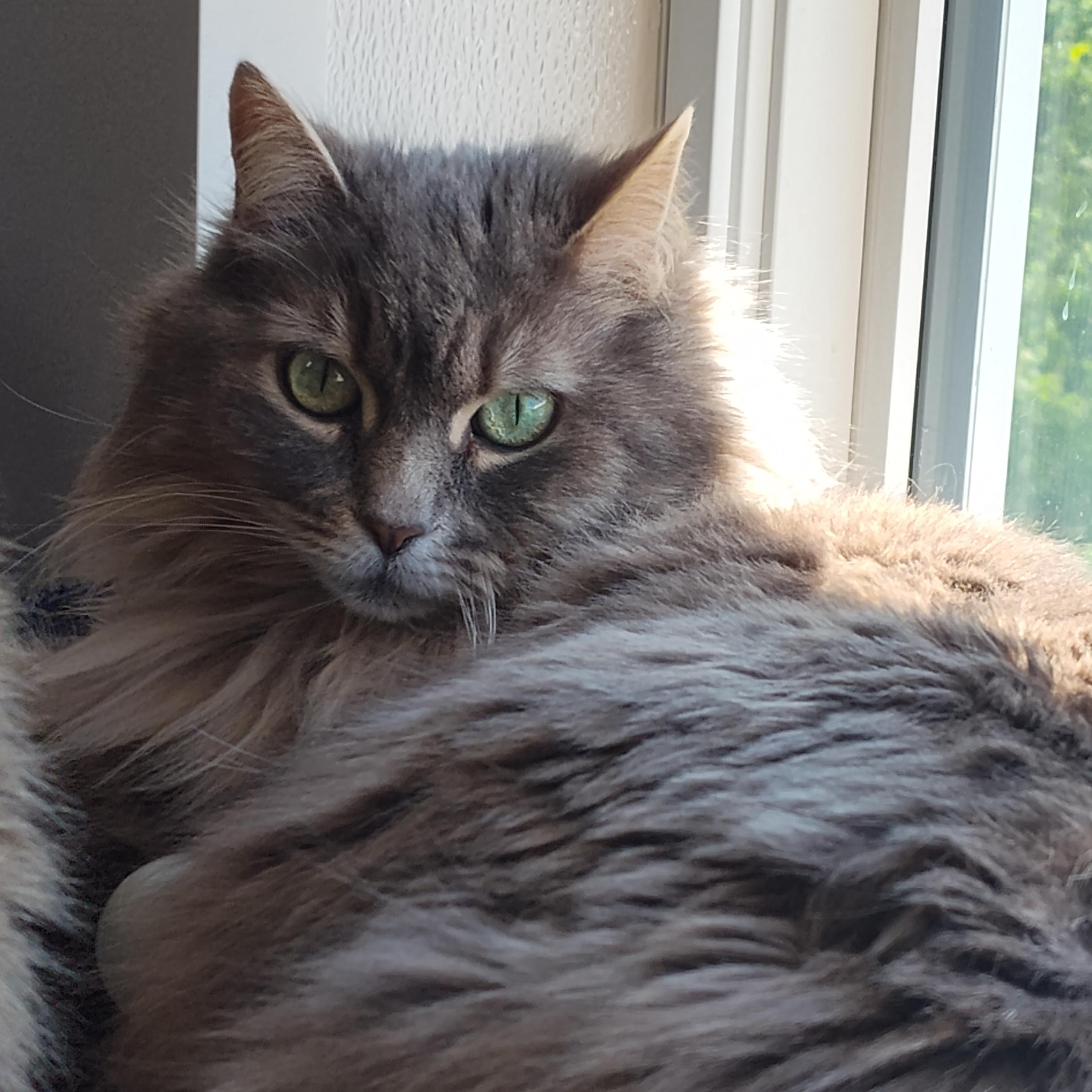 Cake Pop, an adoptable mixed breed in Stockbridge, MI image 1/5