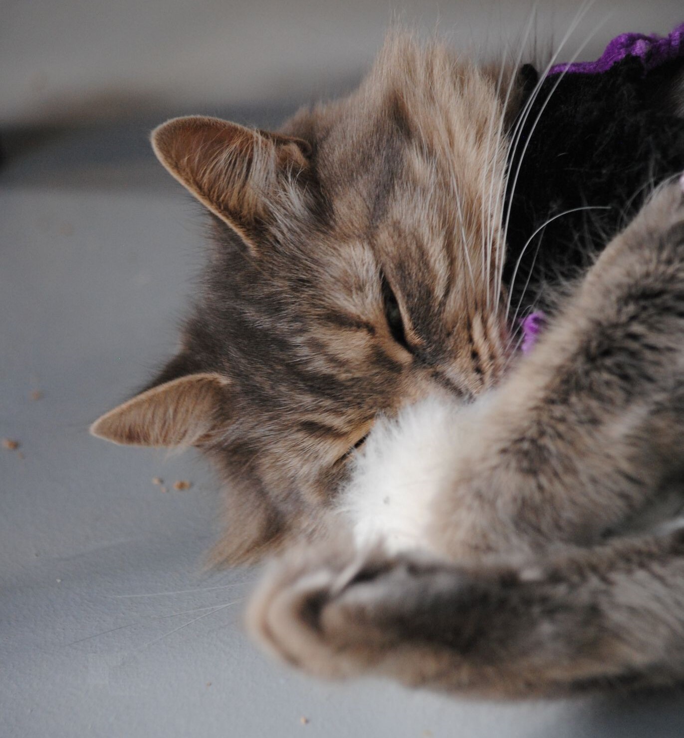 Cake Pop, adoptable, Senior Female Domestic Long Hair.