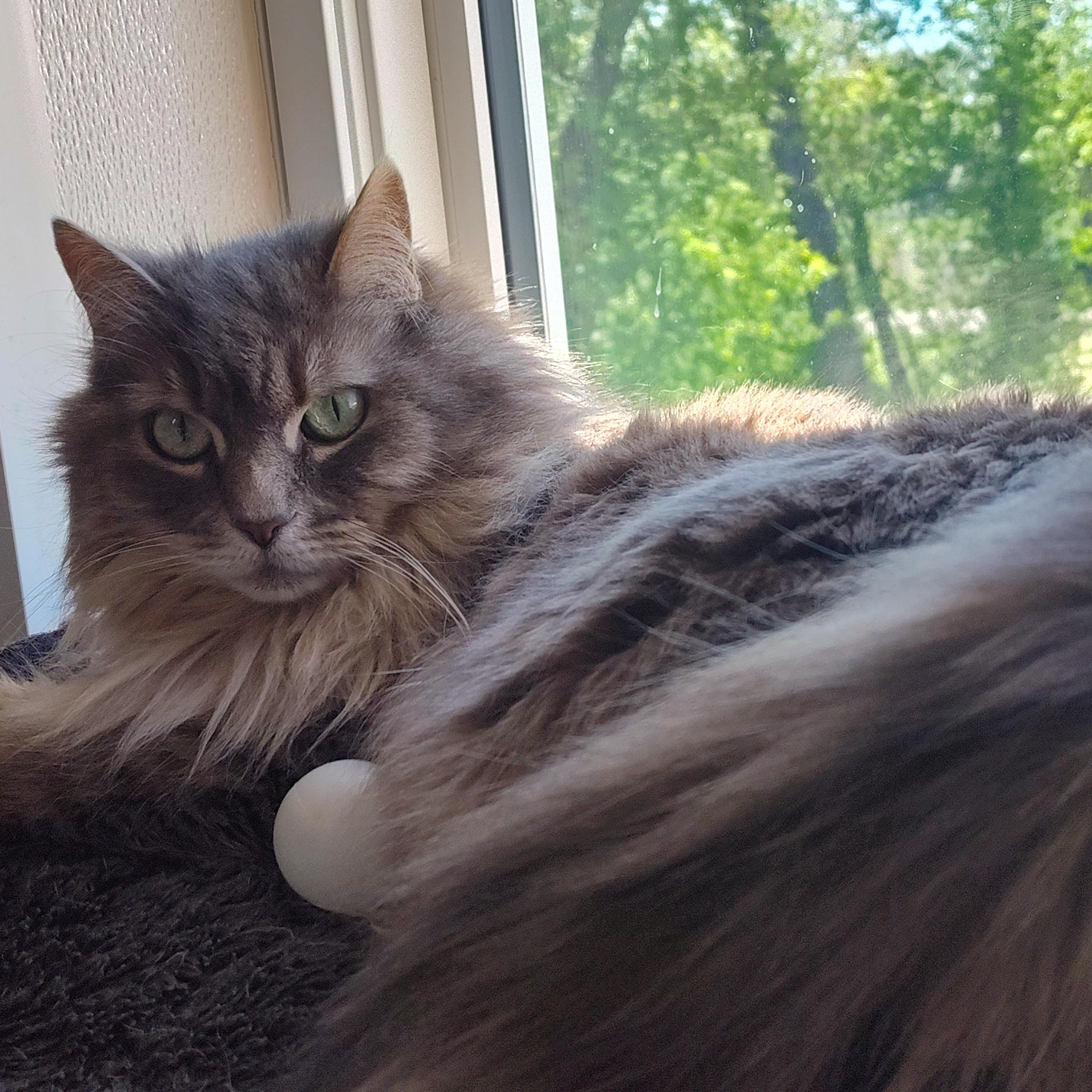 Cake Pop, an adoptable mixed breed in Stockbridge, MI image 2/5
