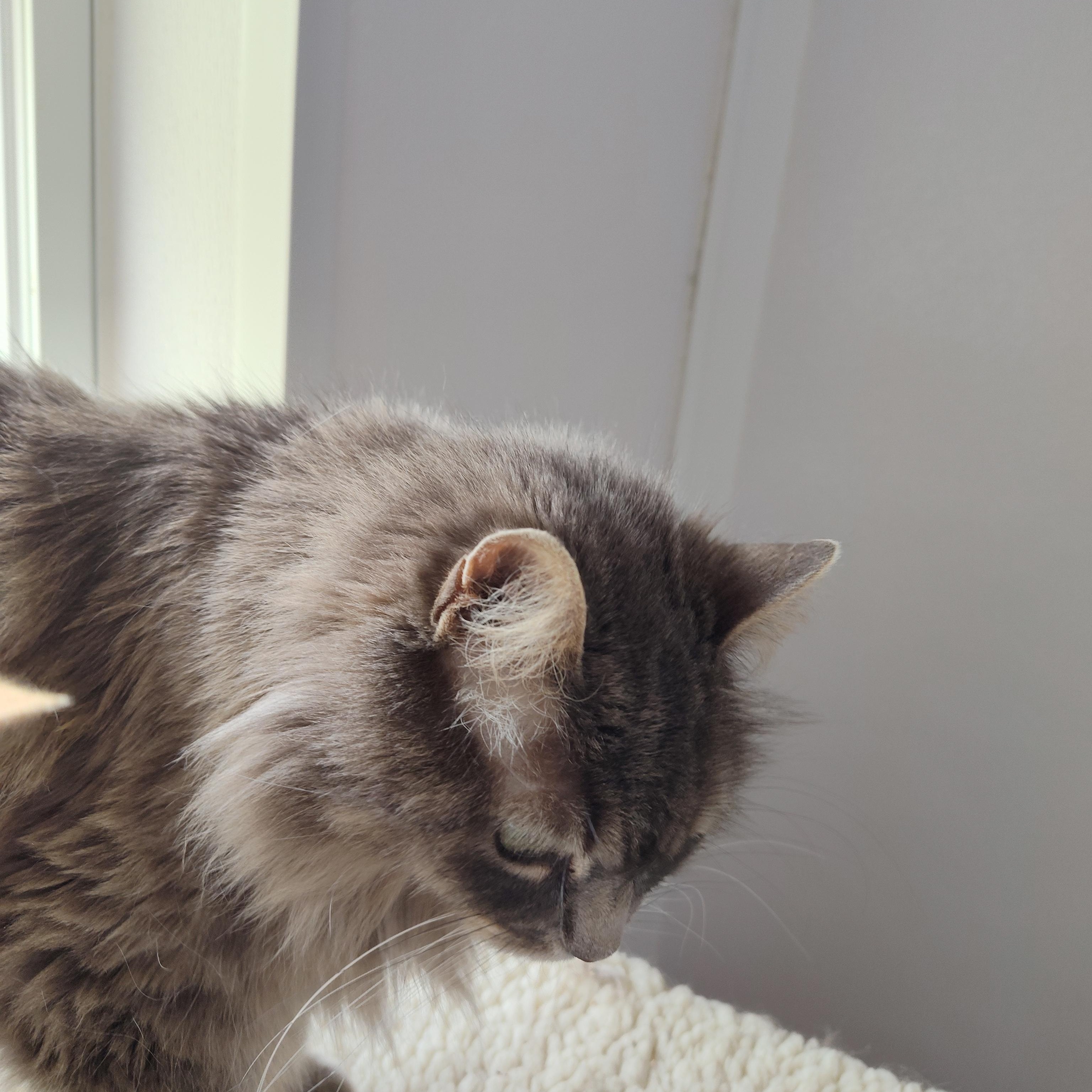 Enlarge Cake Pop, an adoptable mixed breed in Stockbridge, MI image 6/6