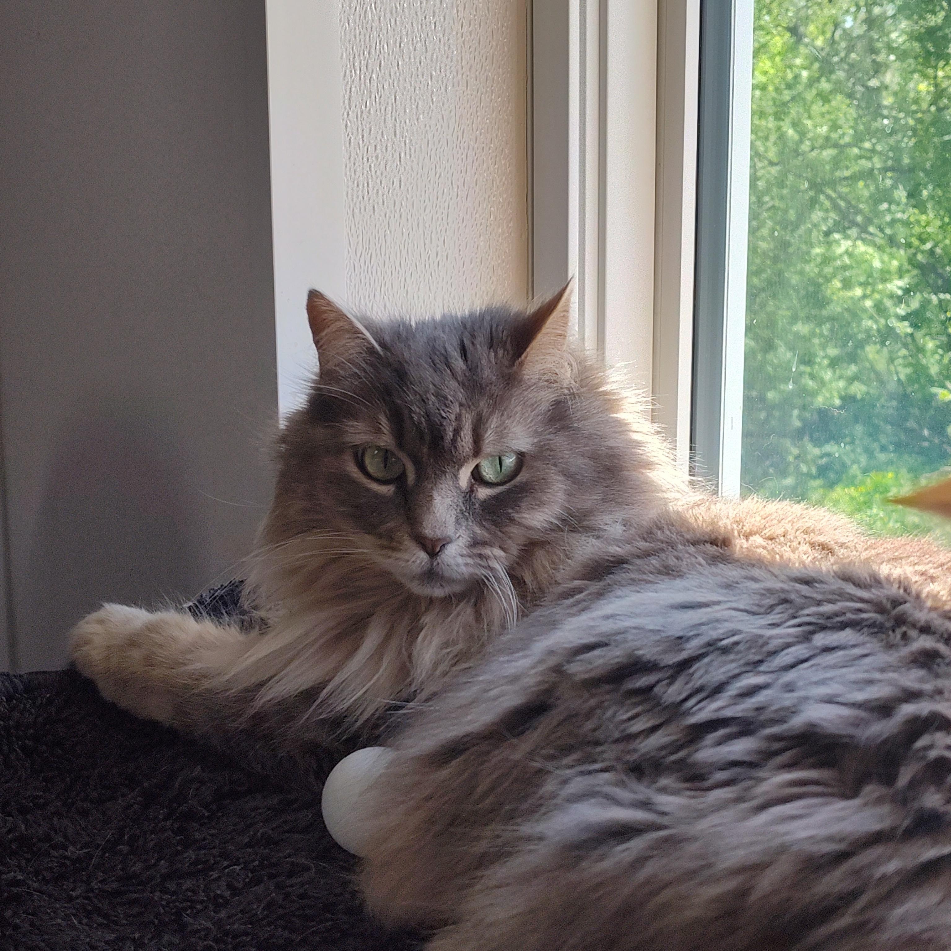 Cake Pop, an adoptable mixed breed in Stockbridge, MI image 5/5