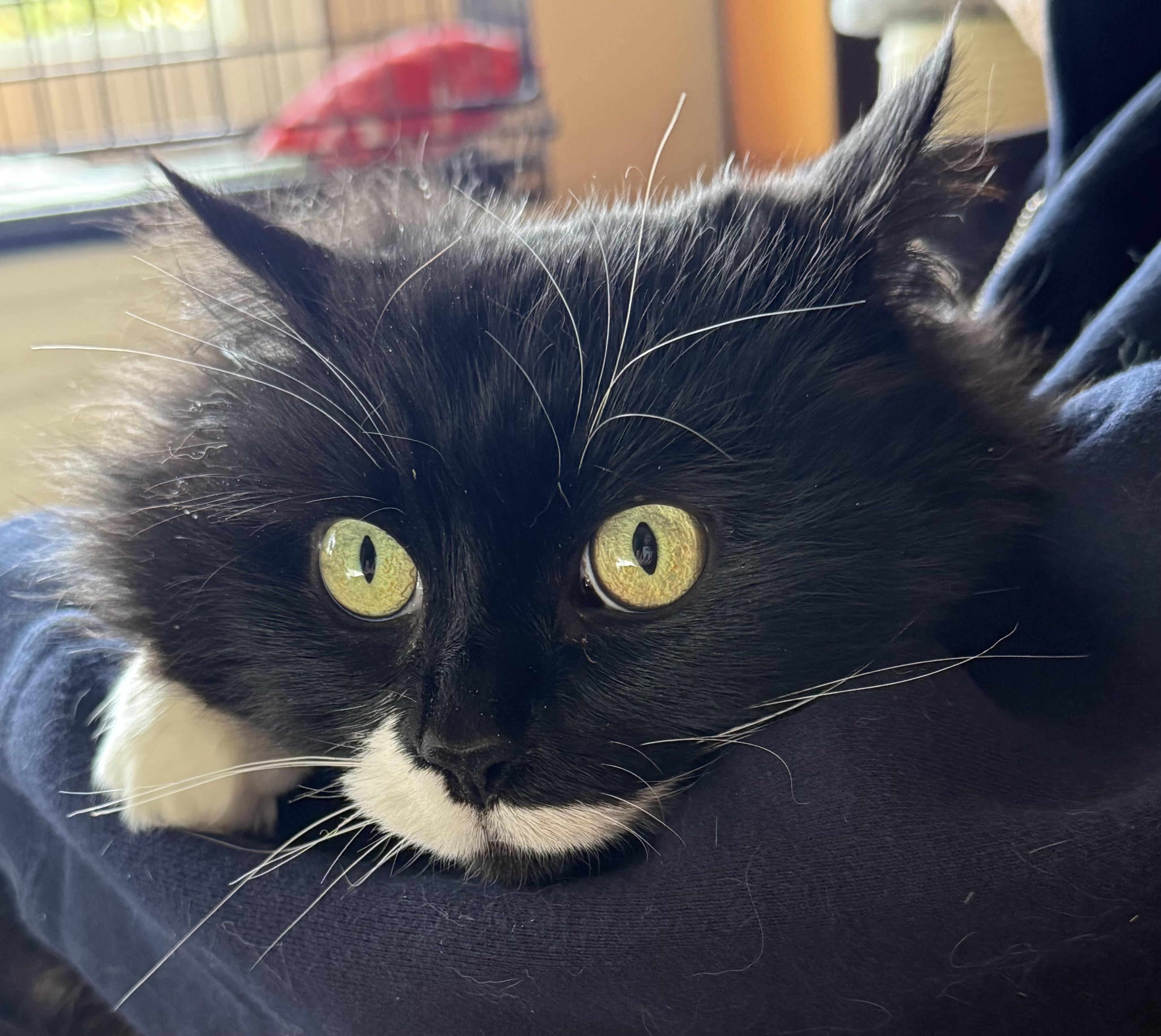 Enlarge Spiffy Sniffy, a ADOPTABLE Domestic Long Hair in Salt Spring Island, BC image 3/5