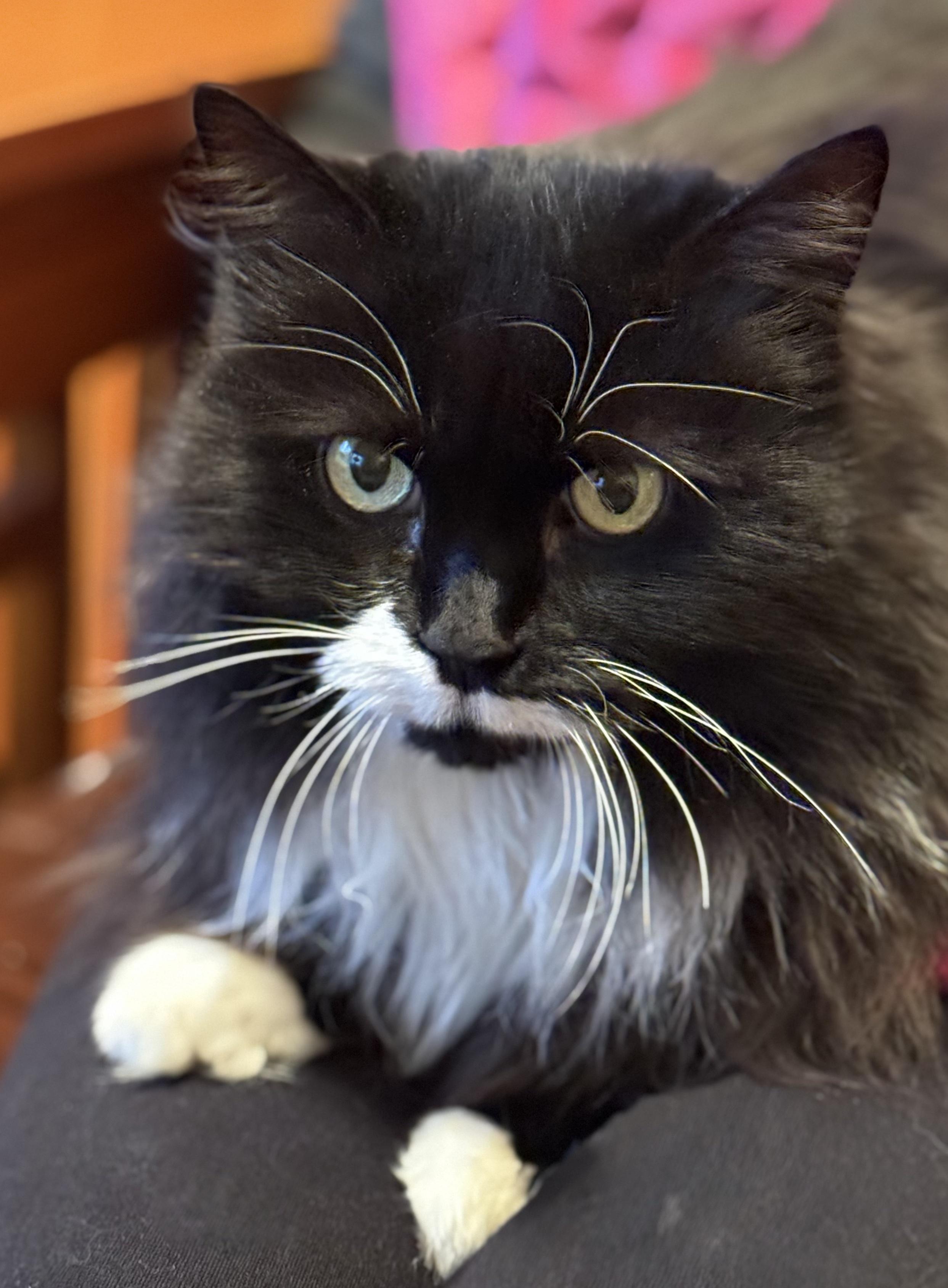 Enlarge Spiffy Sniffy, a ADOPTABLE Domestic Long Hair in Salt Spring Island, BC image 1/5