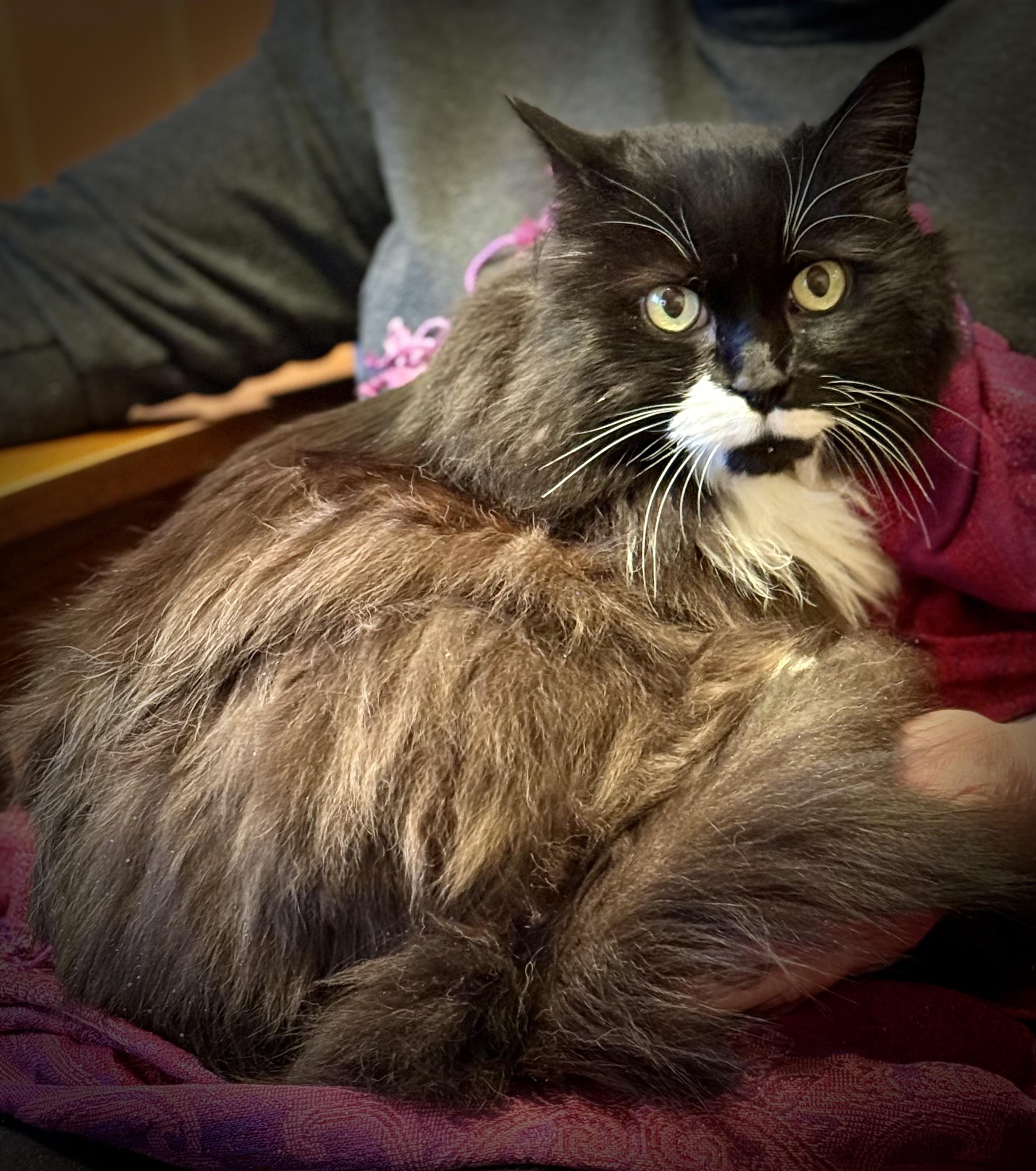 Enlarge Spiffy Sniffy, a ADOPTABLE Domestic Long Hair in Salt Spring Island, BC image 2/5