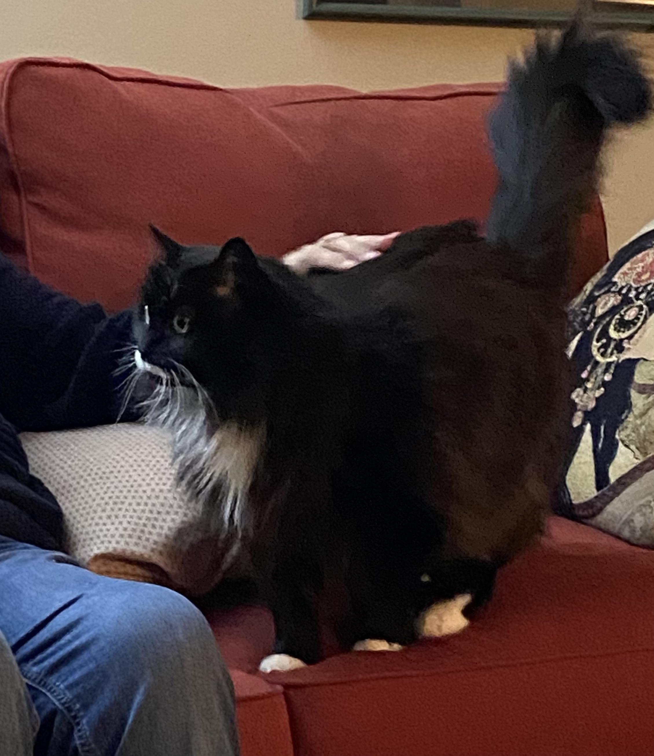 Enlarge Spiffy Sniffy, a ADOPTABLE Domestic Long Hair in Salt Spring Island, BC image 4/5