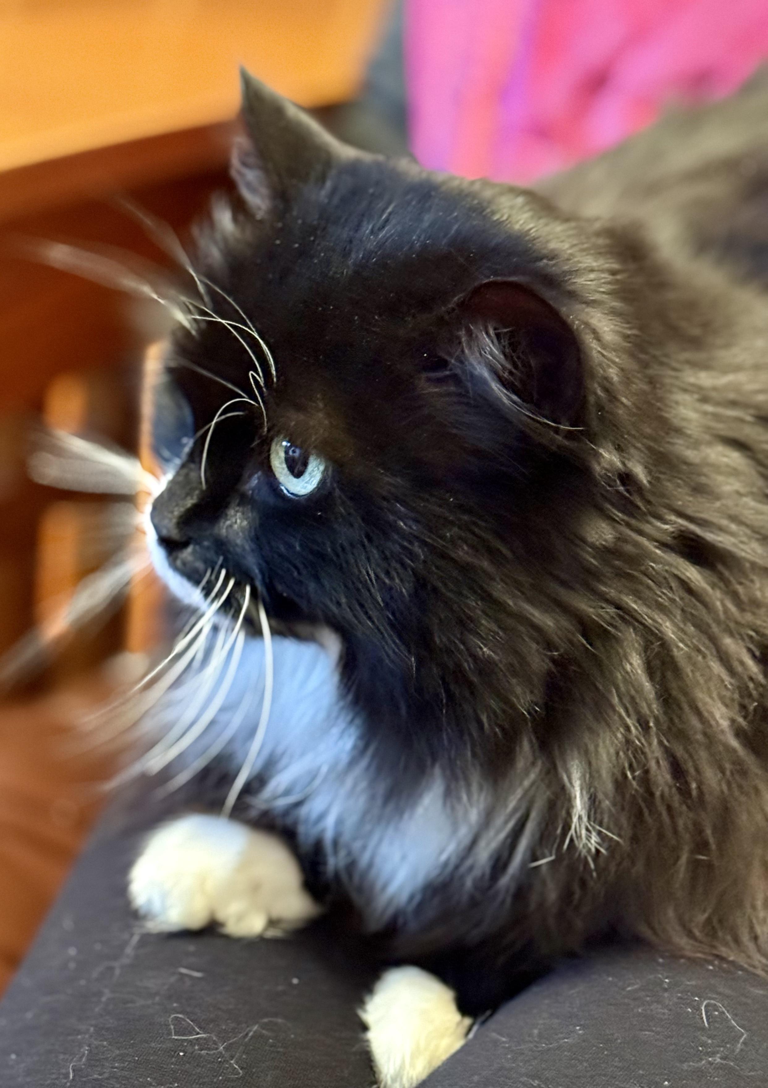 Enlarge Spiffy Sniffy, a ADOPTABLE Domestic Long Hair in Salt Spring Island, BC image 5/5